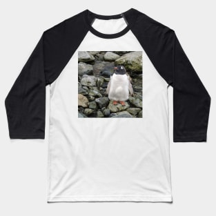 Gentoo penguin chick Baseball T-Shirt